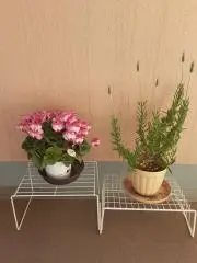 あおいめだかの画像