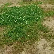 だ