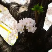 サザエ