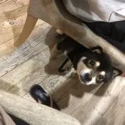 りんゴリラ♪の画像