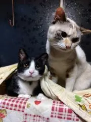 まもりん
