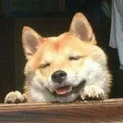 かしわもちの画像