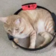 ONOZAKIの画像