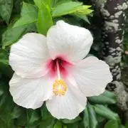 ALOHA（購入前にコメントください）