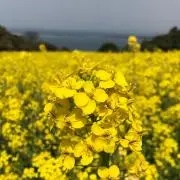 みーの画像