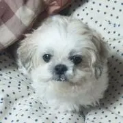 さくらの画像