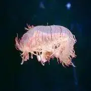 ほにょ