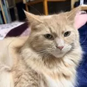 i-coco 《プロフ読んで下さいまし》の画像