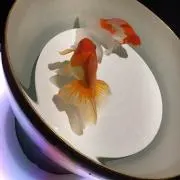 ゆずの画像