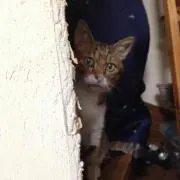 sskの画像