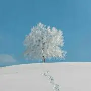 あゆこん