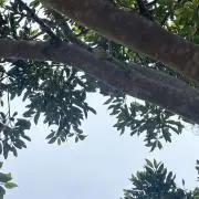 ponponの画像