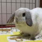 らこの画像