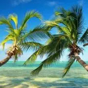 goBahamasの画像