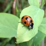 ねねの画像