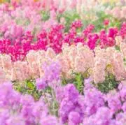 wanwanの画像