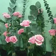 pinoco⁂プロフ必読