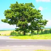 ry-tの画像