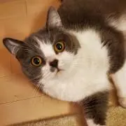 クレマの画像
