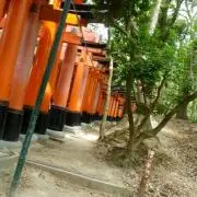 さーもんの画像