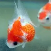 わぴこの画像