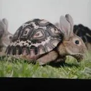 puawaiの画像