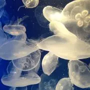 kの画像