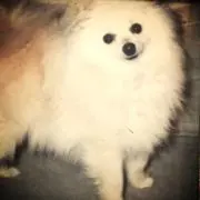ブランシェの画像