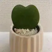 観音力24の画像