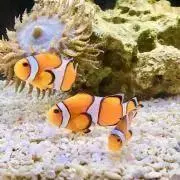 hirorinの画像