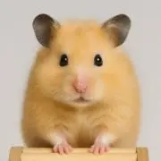 カナの画像