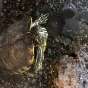 メロンパンなの画像