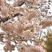 すー ＊まとめ買いの方お値下げしますの画像