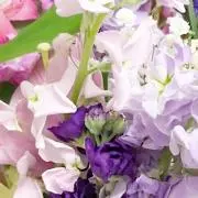 シャム
