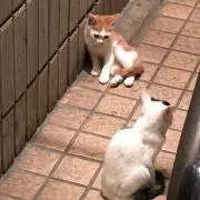 シロネコの画像