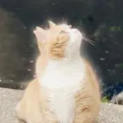 asssの画像