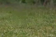 芝の画像
