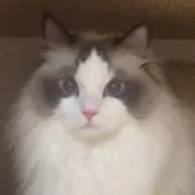 こっこの画像