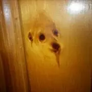 ザキ