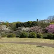 しいたけこの画像