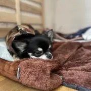 ふっさん