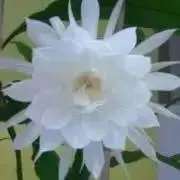 うり