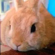 mamuちゃん