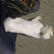 アルファの画像