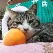 たろう(=^ェ^=)の画像