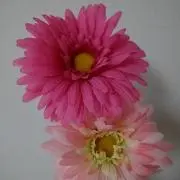 りんりんの画像