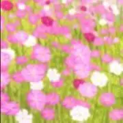 お豆の画像