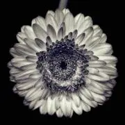 バルタザール