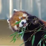 まふもふ