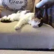 Yの画像